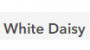 White Daisy